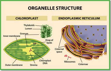 Hücre organelleri yapısı. Kloroplast ve endoplazmik retikulum - vektör çizim.