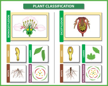 Bitki sınıflandırma. Monocots vs Dicots - fark ve karşılaştırma. Çalışma botanik ve bilim eğitimi için kullanışlıdır. Vektör çizim