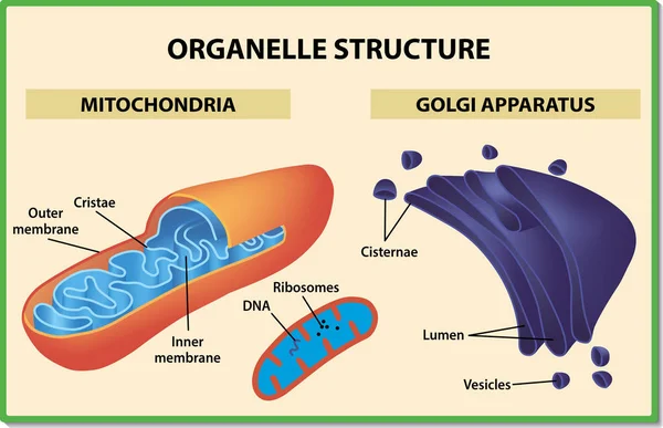 Zellorganellenstruktur. Mitochondrien und Golgi-Apparat - Vektorillustration. — Stockvektor