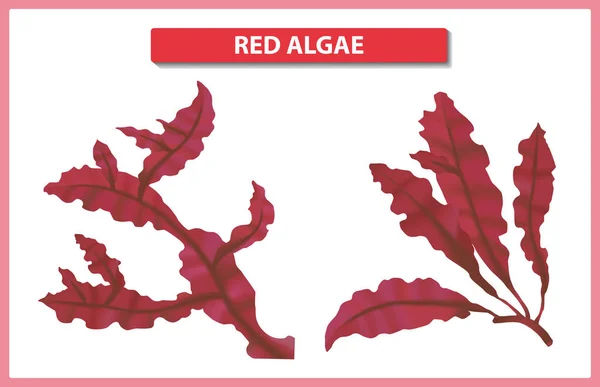 Algas rojas submarinas sobre fondo blanco. Elementos de algas marinas vector ilustración . — Vector de stock