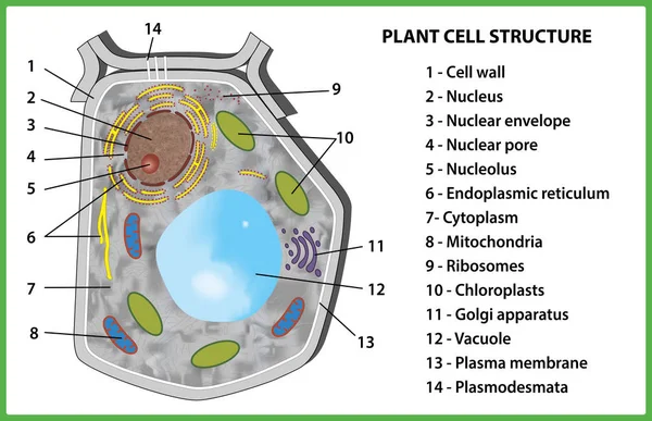 Plant cell structure on white background - vector illustration. — Stock Vector