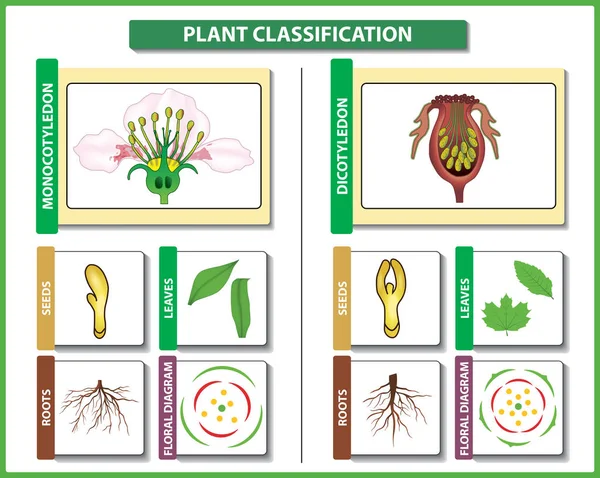 植物の分類。単子葉植物と双子葉類の違いと比較植物や科学教育に便利です。ベクトル図 — ストックベクタ