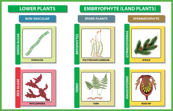 Classificação de plantas. Diversidade de divisões de plantas verdes vivas. Ilustração vetorial . — Vetor de Stock