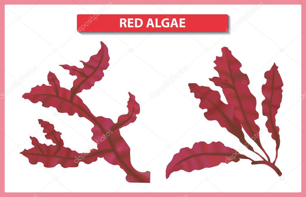 Underwater red algae on white background. Seaweed elements vector illustration.