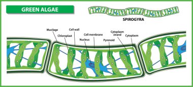 Spirogyra yapısı. Beyaz zemin üzerine yeşil algler ipliksi. Vektör çizim.
