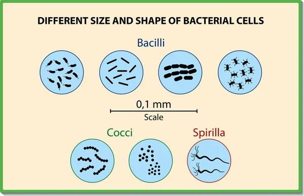 Set de iconos de microbios. El tamaño y la forma de las células bacterianas. Ilustración vectorial — Archivo Imágenes Vectoriales