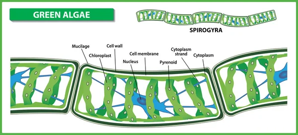 Spirogyra yapısı. Beyaz zemin üzerine yeşil algler ipliksi. Vektör çizim.