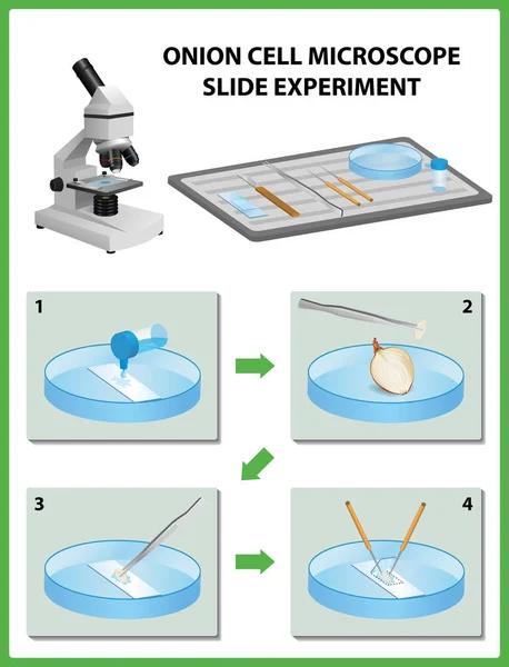 Microscopia. Esperimento di scivolo per microscopio a cellule di cipolla. Illustrazione vettoriale — Vettoriale Stock