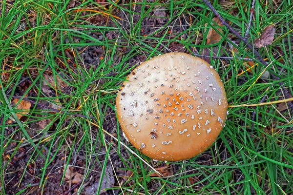 Russet Inedible Mushroom Top Vie Poisonous Dangerous Mushroom Fly Agaric — Stock Photo, Image