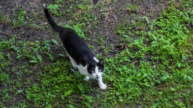 Siyah beyaz yaralı ve tırmalanmış bir sokak kedisi kameraya tepeden bakıyor.