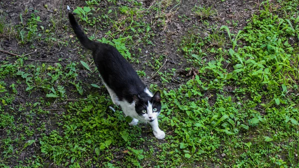 Un chat errant blessé et griffé noir et blanc regarde la caméra du bas vers le haut — Photo