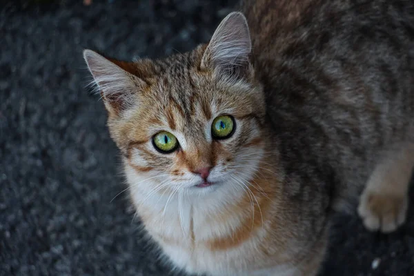 Un jeune chat abandonné aux cheveux roux avec de beaux yeux verts brillants. Vue du dessus — Photo