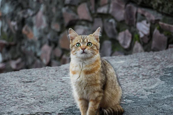 Un jeune chat abandonné aux cheveux roux avec de beaux yeux verts brillants. Chaton sans abri — Photo
