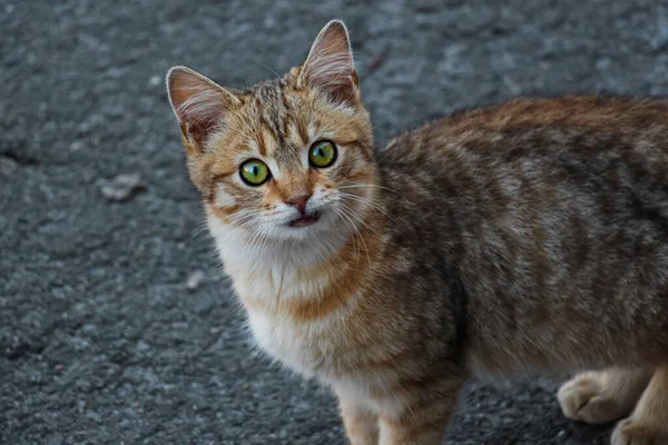 Un jeune chat abandonné aux cheveux roux aux beaux yeux verts brillants — Photo