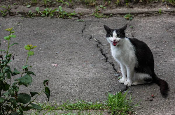 Abandonado animal sujo. Gato de rua com olhos verdes — Fotografia de Stock