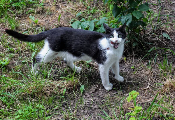 Mascota sucia abandonada. Gato callejero con ojos verdes — Foto de Stock