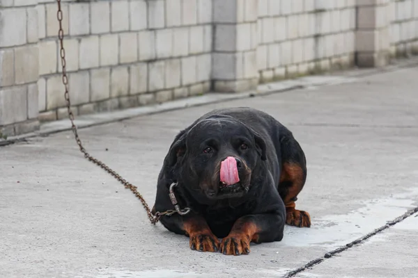 Un chien attaché à une chaîne gît et se lèche le nez avec une langue rose. Rottweiler — Photo