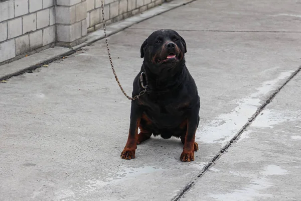 Zincire bağlı bekçi köpeği betonun üzerinde duruyor. Rottweiler. — Stok fotoğraf