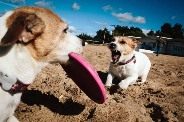 iki Jack Russell Terrier sahilde bir oyuncakla oynamak