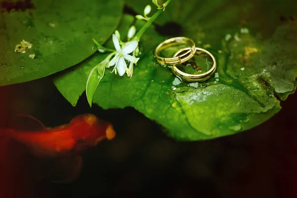 Um peixe dourado nada em torno de uma folha de um lírio de água com anéis de casamento deitado sobre ele — Fotografia de Stock