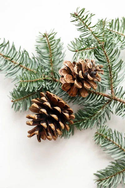 Two brown cones on the background of a spruce branch. white background Royalty Free Stock Images