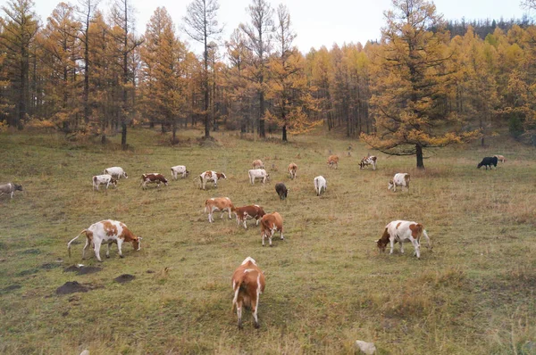 Cows Grazing Altai Mountains Russia Way Chemal District Aktash Altai — Stock Photo, Image