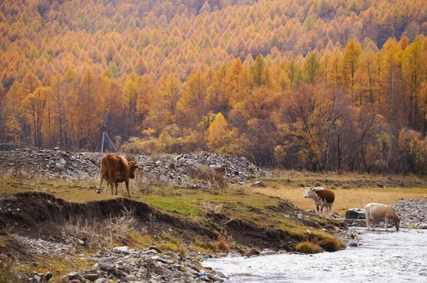 从切马尔区到俄罗斯阿尔泰 Aktash 的美丽景色 — 图库照片
