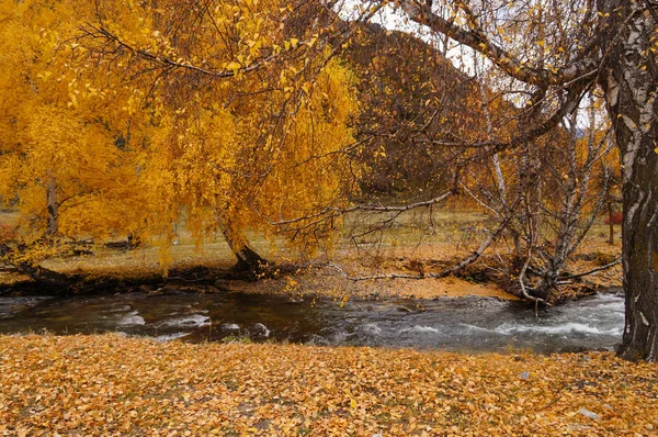 Schöner Kanal Auf Dem Weg Vom Chemal Bezirk Nach Aktasch — Stockfoto