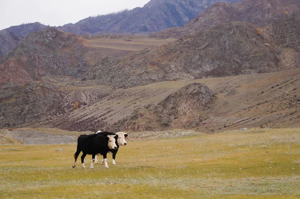 奶牛走回农场 阿尔泰山 阿尔泰 俄罗斯 — 图库照片