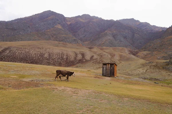 牛步行回到农场 阿尔泰山 阿尔泰 俄罗斯 — 图库照片