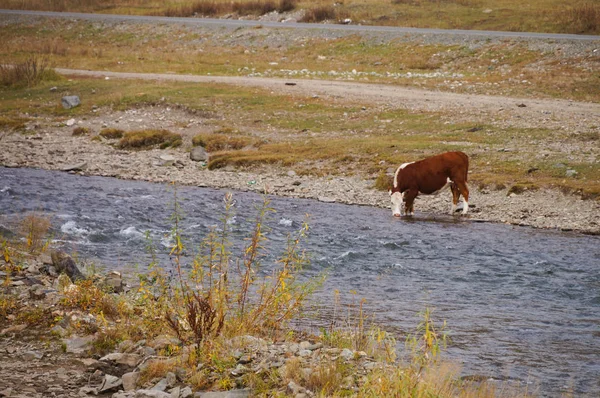 Agua Potable Vaca Río Montañas Altai Rusia Camino Desde Distrito — Foto de Stock