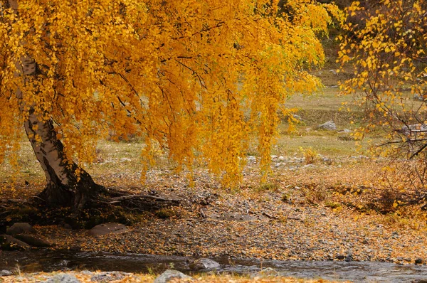 Beautiful View Way Chemal District Aktash Altai Russia — стоковое фото