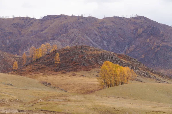 Beautiful View Way Chemal District Aktash Altai Russia — стоковое фото