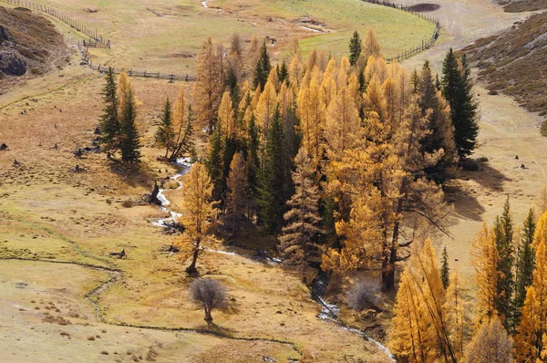 Gyönyörű Kilátás Völgy Kurai Ősszel Altáj Oroszország — Stock Fotó