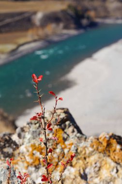 Kırmızı yaprak bush dağ ve Katun nehir altay, Rusya.