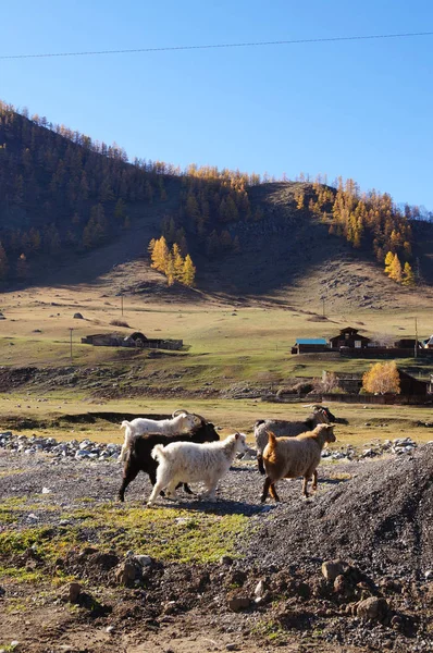 Cabras Perto Vale Karakol Outono República Altai Rússia — Fotografia de Stock