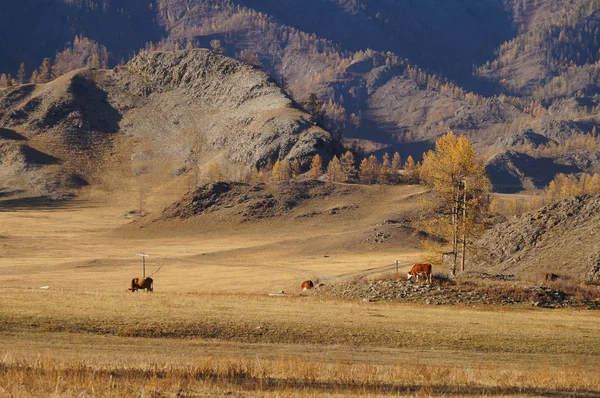 Gyönyörű Kilátás Karakol Valley Ilyen Enmek Park Altaj Köztársaság Oroszország — Stock Fotó