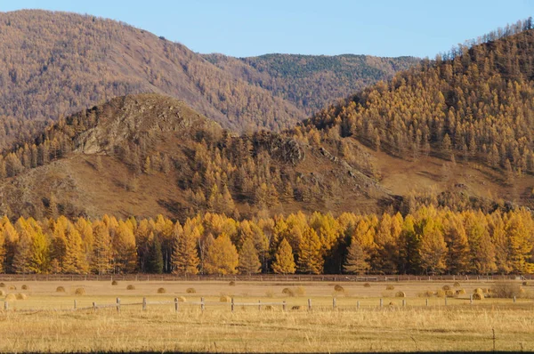 Gyönyörű Kilátás Nyílik Karakol Valley Ilyen Enmek Park Altaj Köztársaság — Stock Fotó