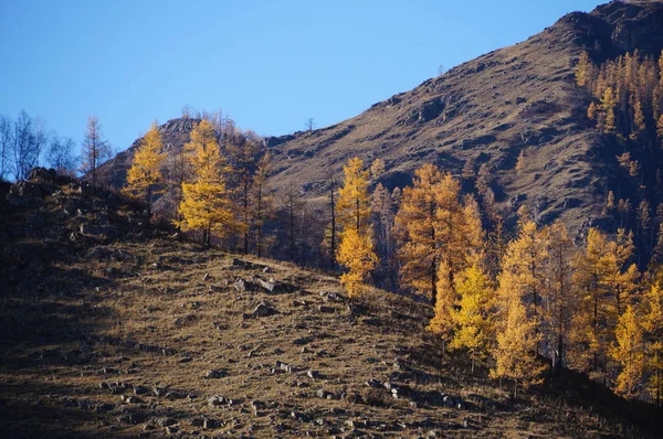 Gyönyörű Kilátás Közel Karakol Völgy Ősszel Altaj Köztársaság Oroszország — Stock Fotó