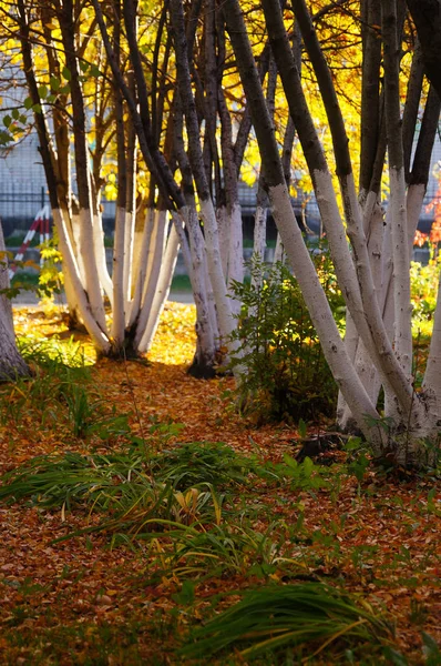 Hermosos Árboles Amarillos Luz Del Sol Otoño Por Mañana Gorno —  Fotos de Stock