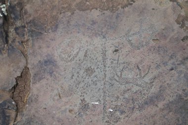 Petroglifler geyiği veya elk Kalbak-Tash, Rusya Federasyonu. Antik kaya resimlerinde Altay Dağları, Rusya Federasyonu.