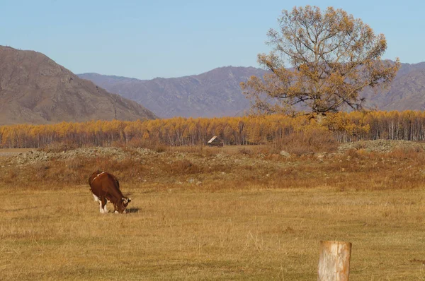 俄罗斯阿尔泰共和国卡拉科尔山谷的奶牛放牧 — 图库照片
