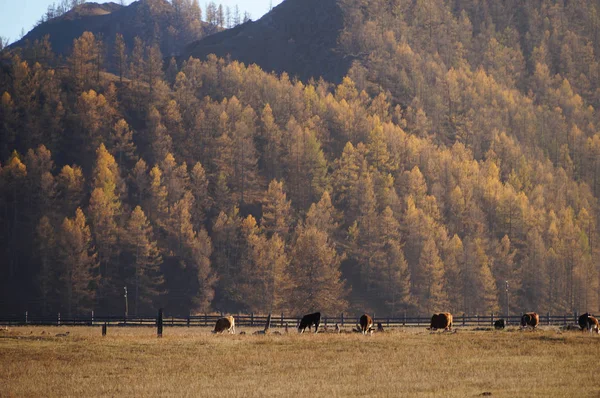 Beautiful View Karakol Valley Uch Enmek Park Altai Republic Russia Stock Image