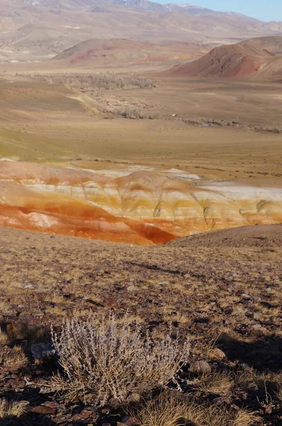 Dry Bush Mazing Martian Landscape Altai Mars Western Siberia Chagan — Stock Photo, Image