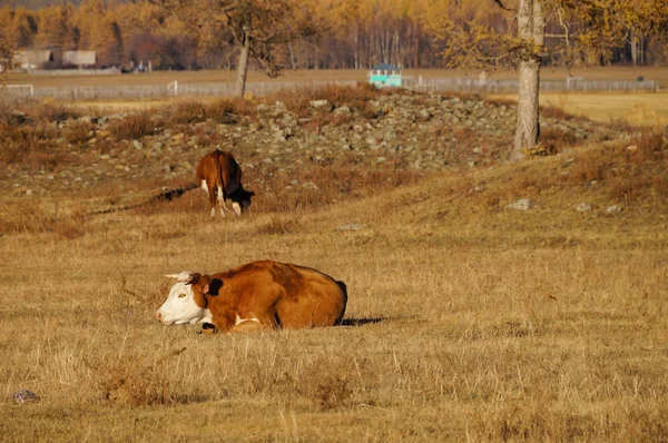 Kráva Večerní Slunce Karakol Valley Altajské Republice Rusko — Stock fotografie