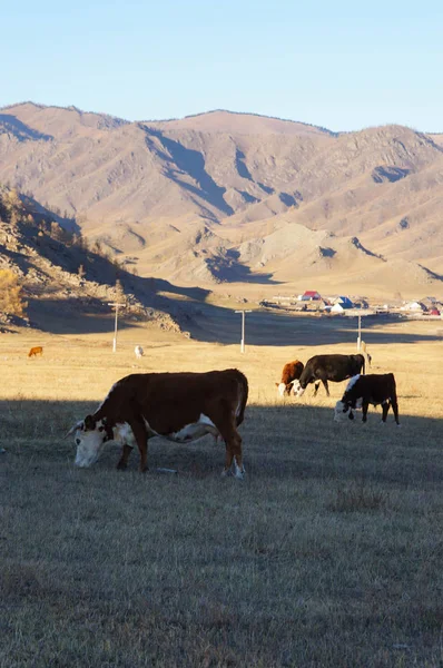 Krávy Karakol Valley Altajské Republice Rusko — Stock fotografie