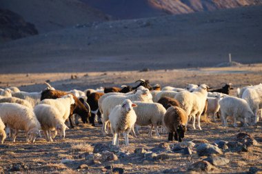 Keçi ve koyun güneş ışığı, Altay Cumhuriyeti, Rusya akşam içinde.