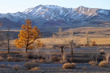 Harika bir manzara Kurai bozkır Altay Cumhuriyeti, Rusya yakın.