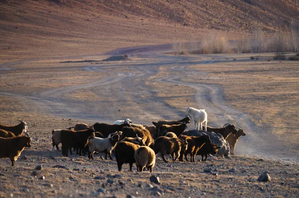 山羊和羊在晚上的阳光下 阿尔泰共和国 俄罗斯 — 图库照片