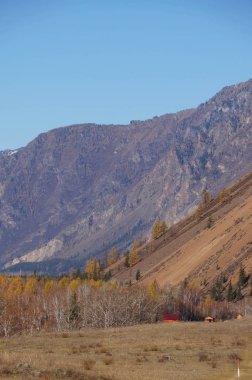 Sonbahar, Altay Cumhuriyeti, Rusya'nın güzel manzara.